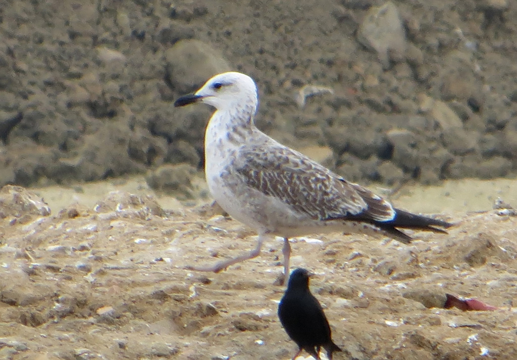 Gaviota 1 w.jpg