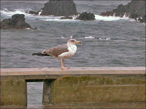 lar_mic11 Birding Azores.jpg